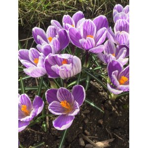 Krokus (Crocus vernus) ´PICKWICK´ - 2-3 cibuľky v kvetináči, kont. P11